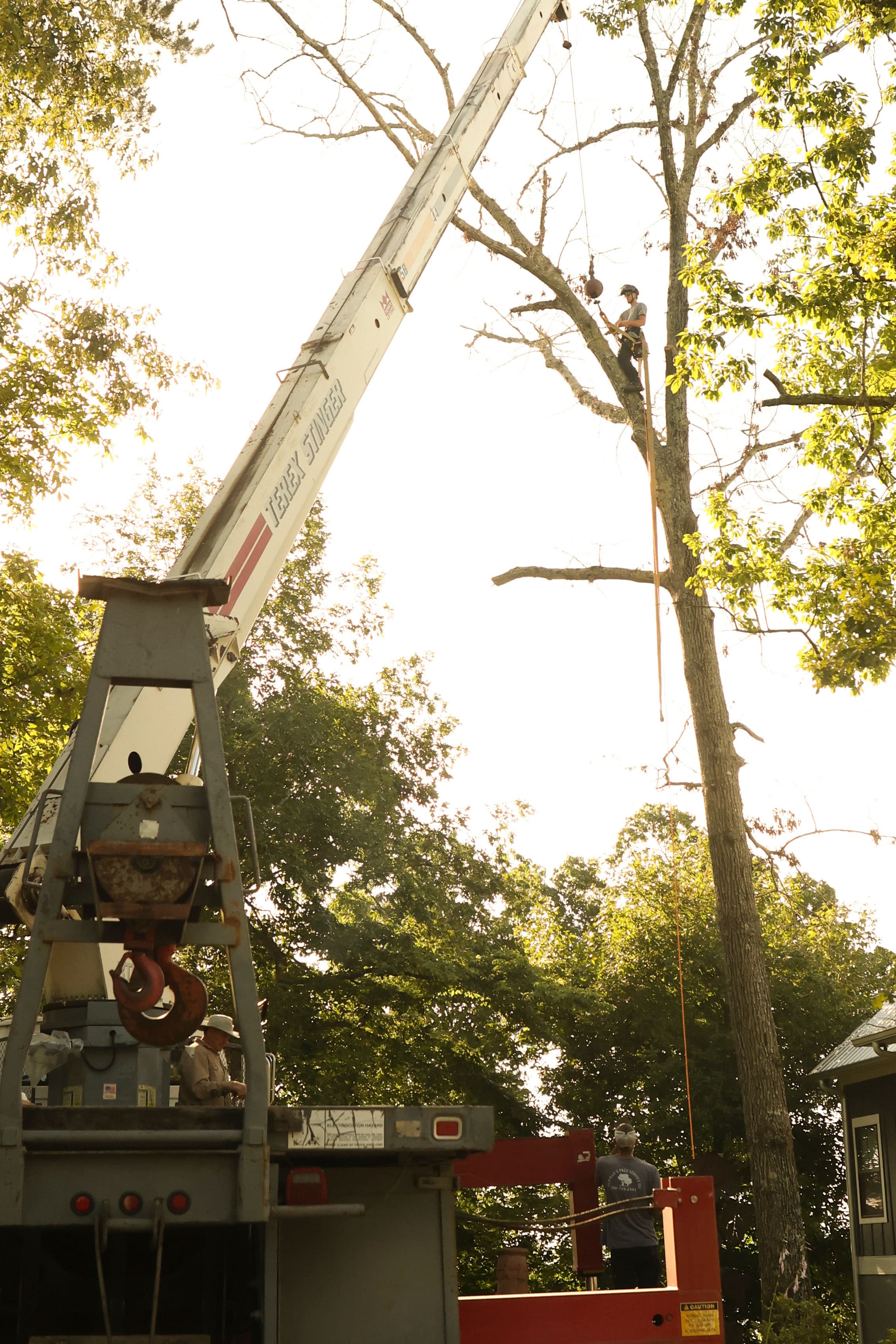 A climber roped into a tall hardwood beside a crane boom with a groundsman below during a technical tree removal — the crew, gear, and setup that a full-day removal price actually covers