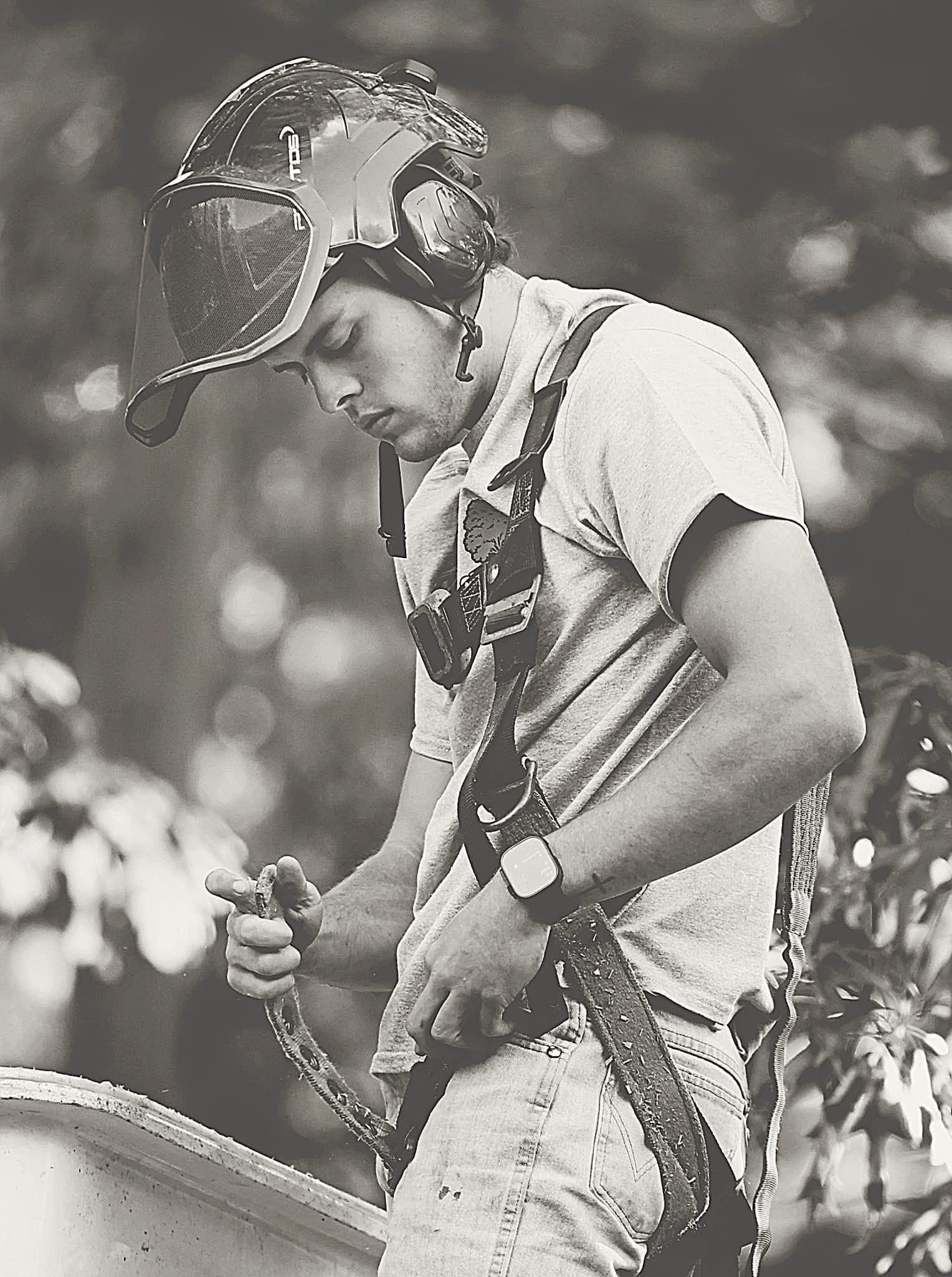 Climber working in the canopy of a hardwood with sawdust falling toward the ground