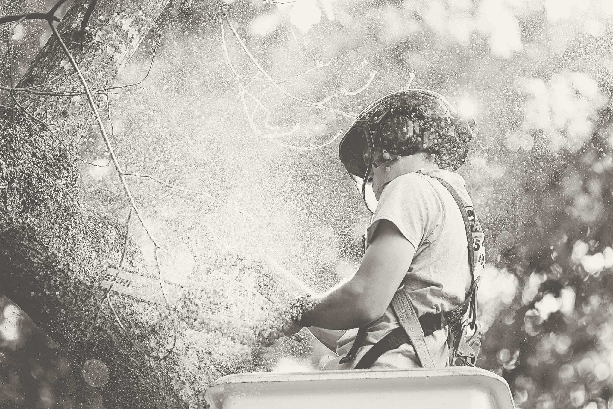 Black-and-white action shot of a climber making a cut high in a hardwood canopy