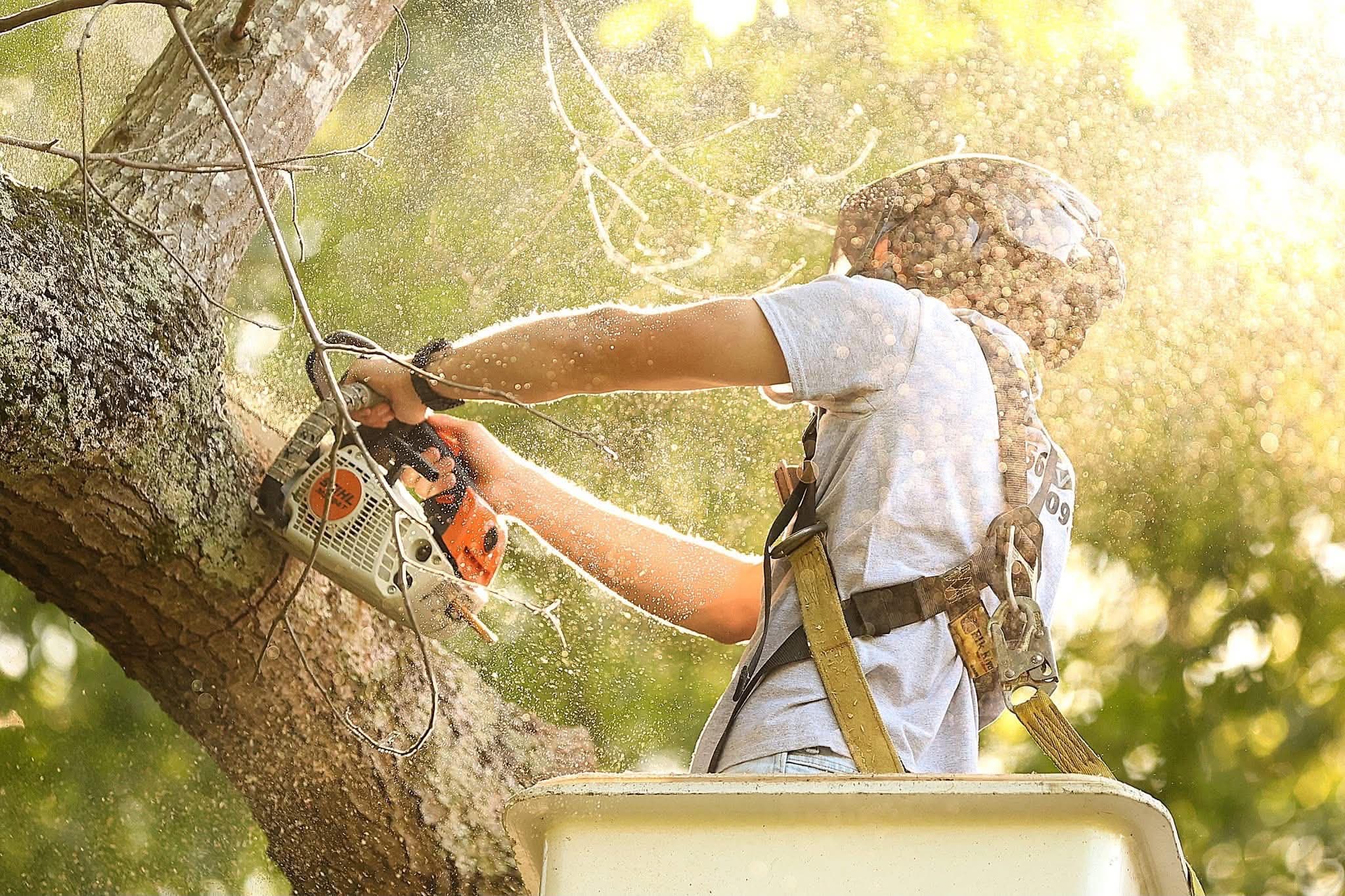 Climber in a bucket truck running a chainsaw with golden afternoon light behind him after a Cullman storm