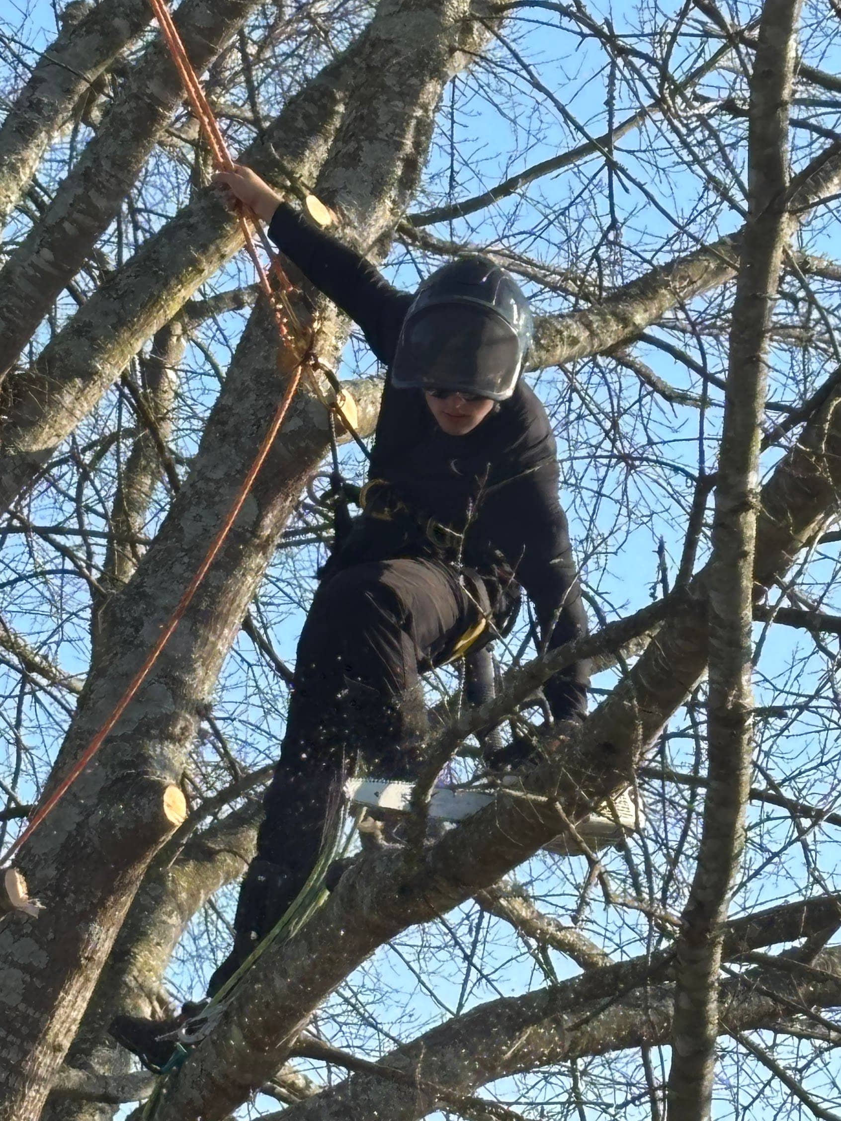 Climber high in a bare hardwood tree working off ropes during a late-winter pruning job near Cullman