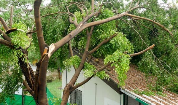 Hazard tree fallen across a residential rooftop