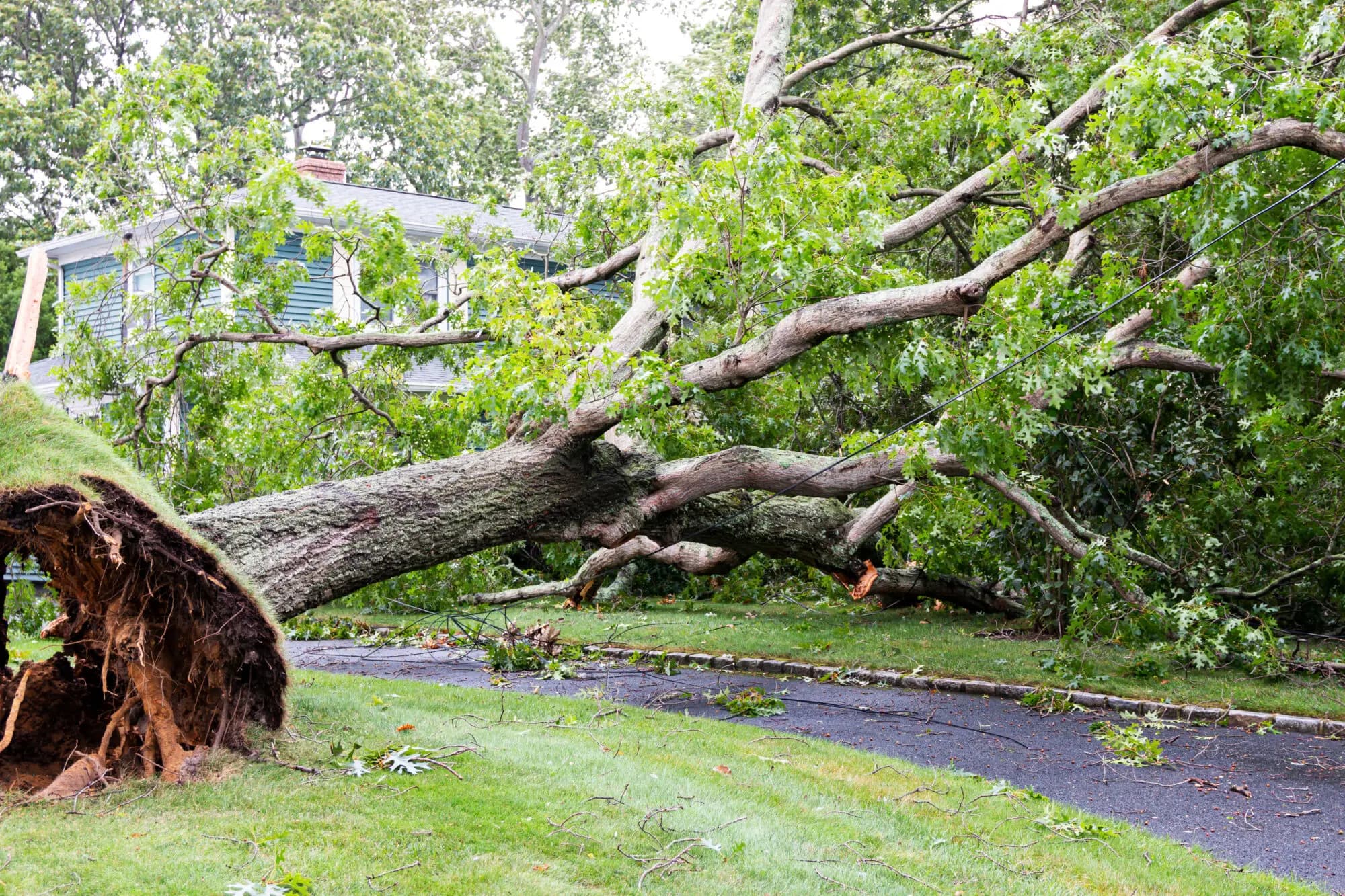 Aftermath of a wind-damaged tree