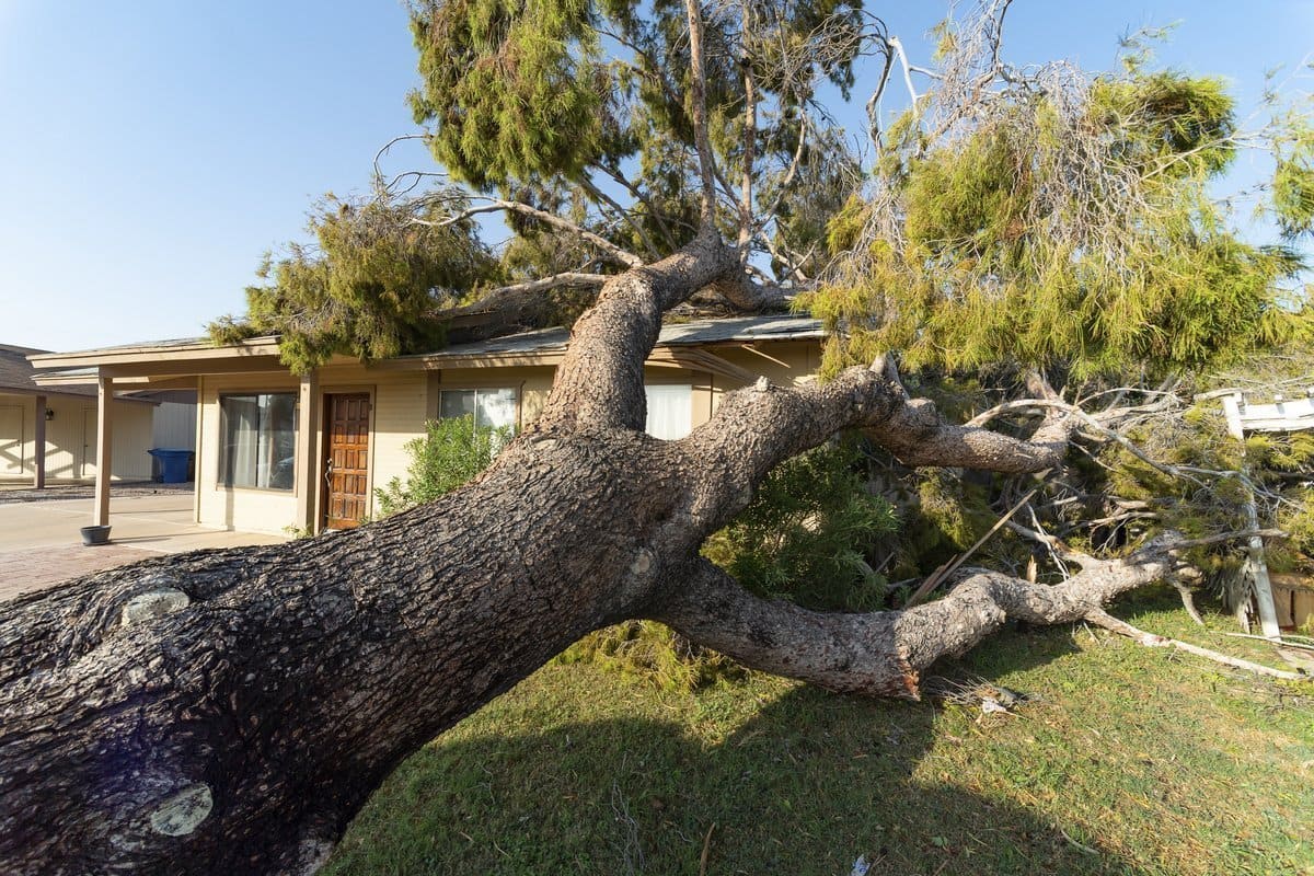 8 Signs Your Tree Needs to Be Removed in Cullman, Alabama | Clemmons ...